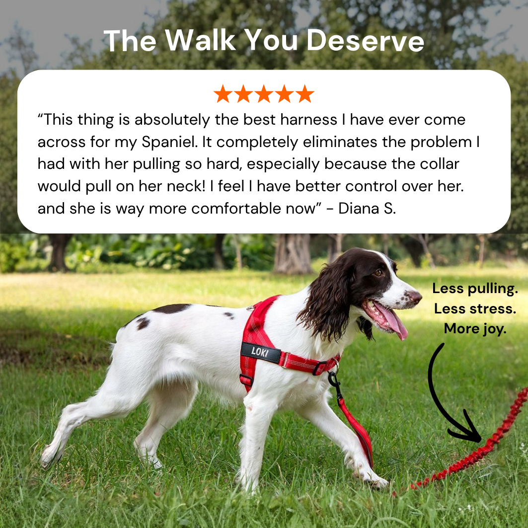 ParoPet No Pull Dog Harness – Comfortable Control for Safer Daily Walks
