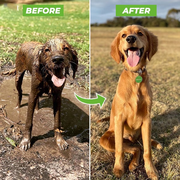 🔥 50% OFF Today – The Dog Bath Sprayer That Pets Love & Owners Swear By